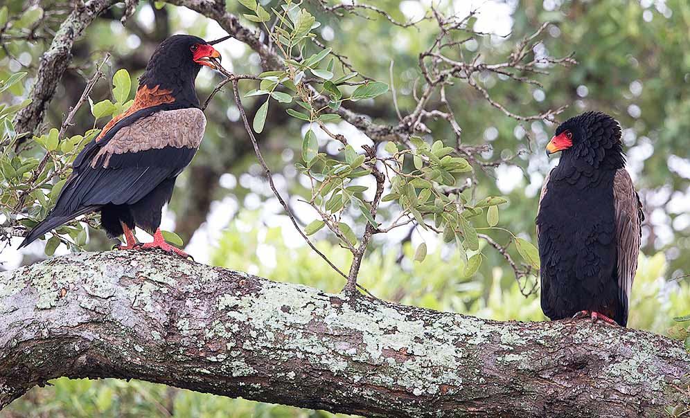 Bateleur